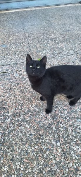 Adotta BAD BUNNY non canta ma fa le fusa | Foto 0