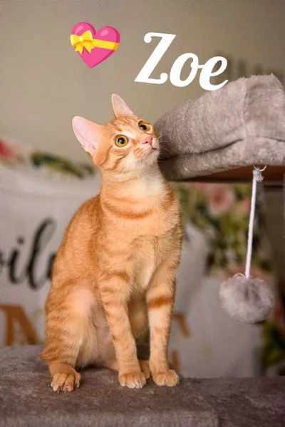 Zoe egrave vita ma la sua egrave chiusa in un box | Foto 4