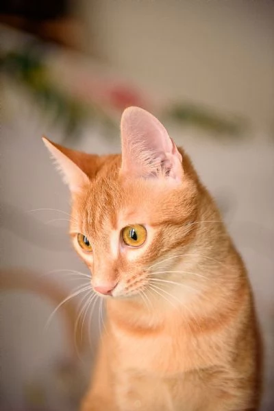 Zoe egrave vita ma la sua egrave chiusa in un box