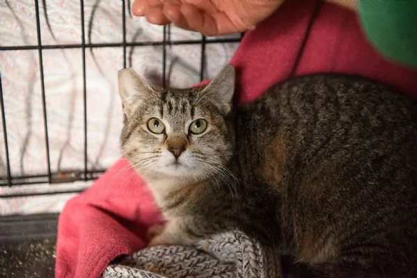 Lince super coccolona aspetta te | Foto 4