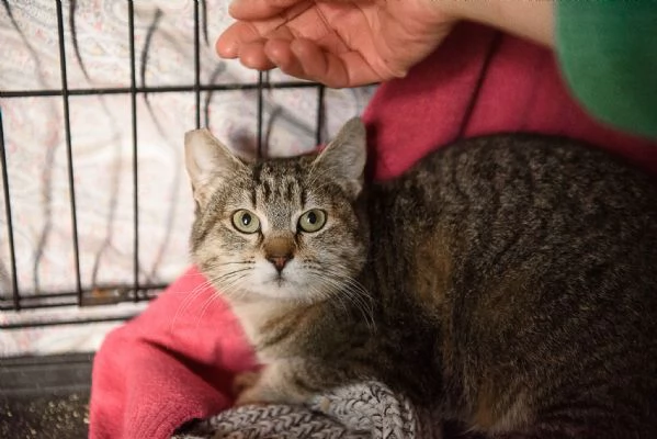 Lince super coccolona aspetta te