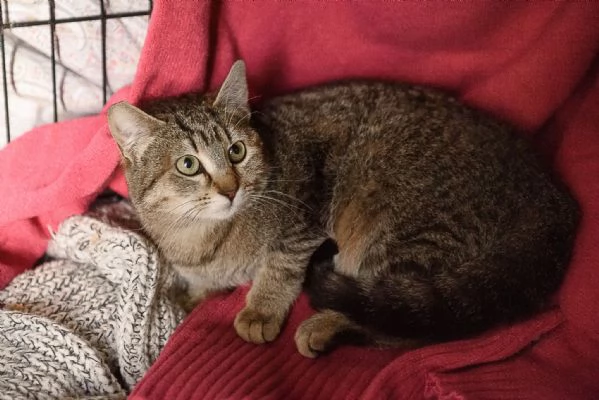 Lince super coccolona aspetta te | Foto 2