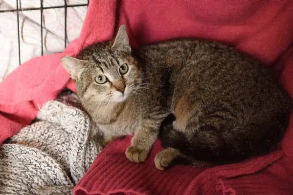 Lince super coccolona aspetta te | Foto 1