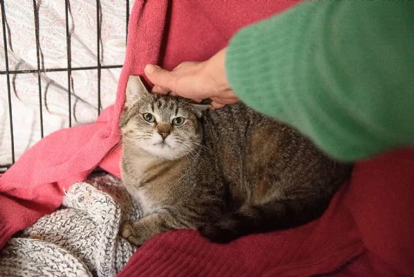 Lince super coccolona aspetta te | Foto 0