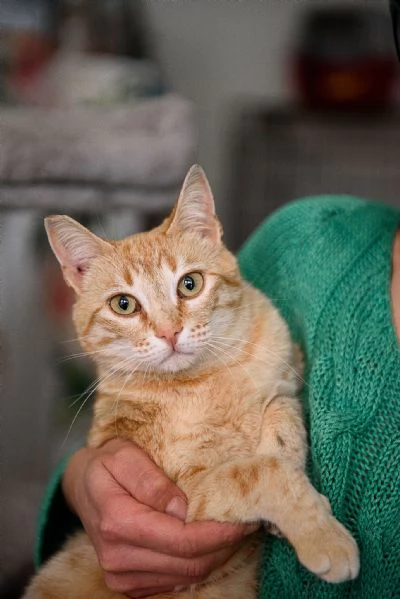 Cherry tenera bijoux rossa | Foto 3