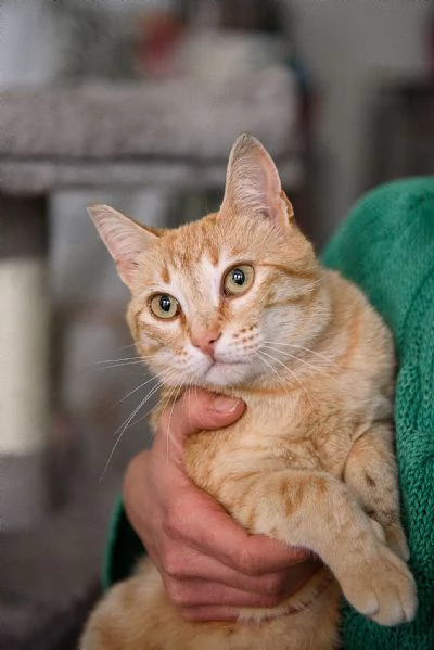 Cherry tenera bijoux rossa | Foto 2