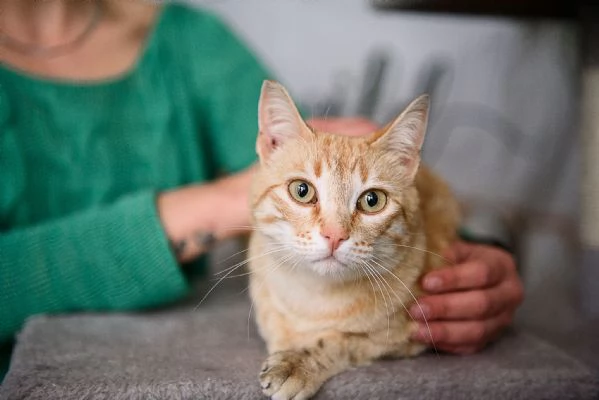 Cherry tenera bijoux rossa | Foto 1