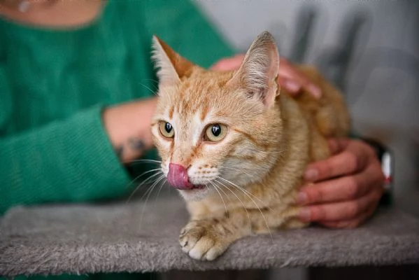 Cherry tenera bijoux rossa | Foto 0