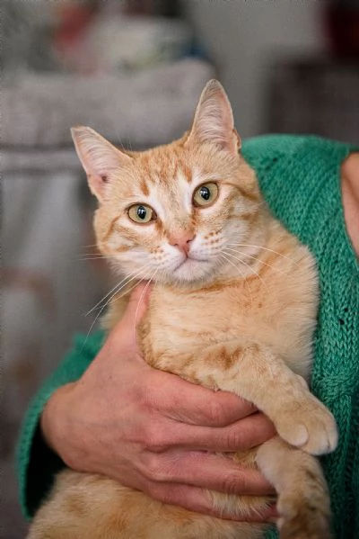 Cherry tenera bijoux rossa