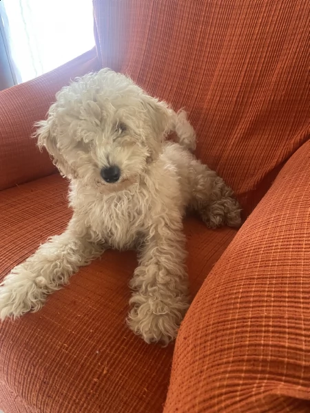 vendo barboncino nano di 5 mesi colore albicocca 