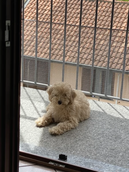 vendo barboncino nano di 5 mesi colore albicocca  | Foto 0