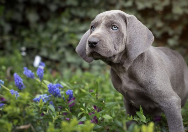aac 181 Weimaraner Cane Fiori Vaso Personalizzato San Valentino Biglietto di Auguri 
