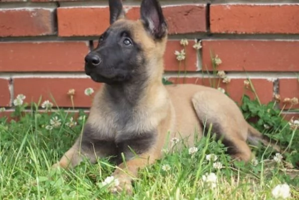 pastore bello e vivace belga malinois