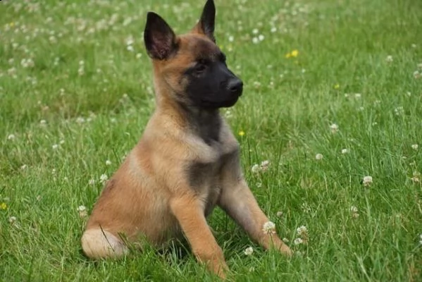 pastore bello e vivace belga malinois | Foto 2