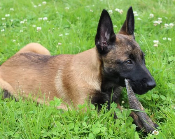 pastore bello e vivace belga malinois | Foto 1