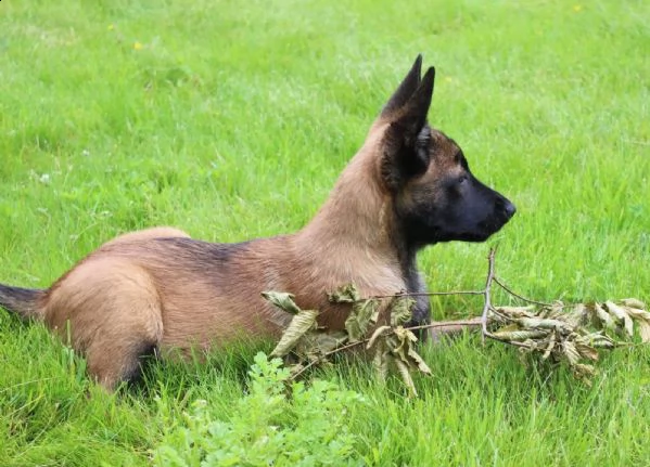 pastore bello e vivace belga malinois | Foto 0