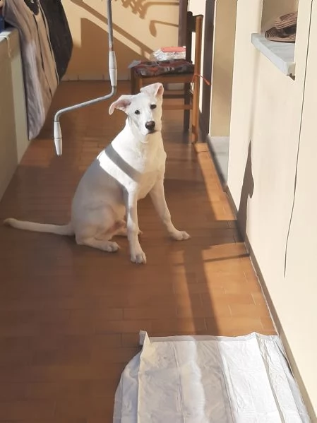 regalo cucciolo meticcio bianco  | Foto 0