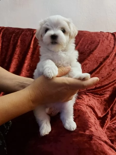 maltese mini | Foto 2