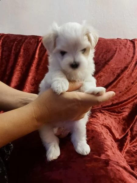 maltese mini | Foto 1