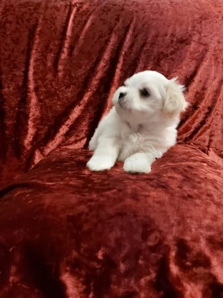maltese mini | Foto 0