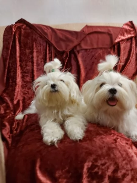 maltese mini