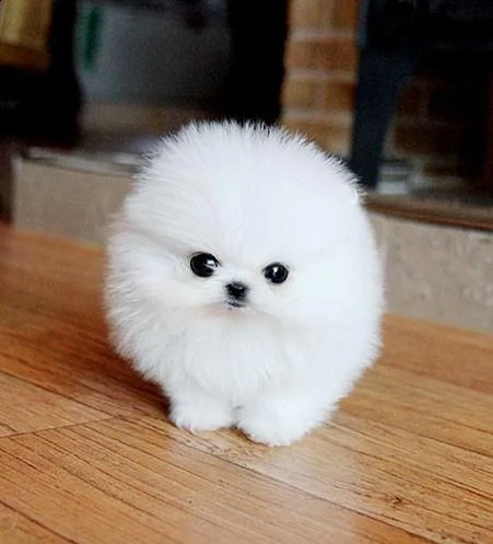 adorabile cucciolo di pomerania