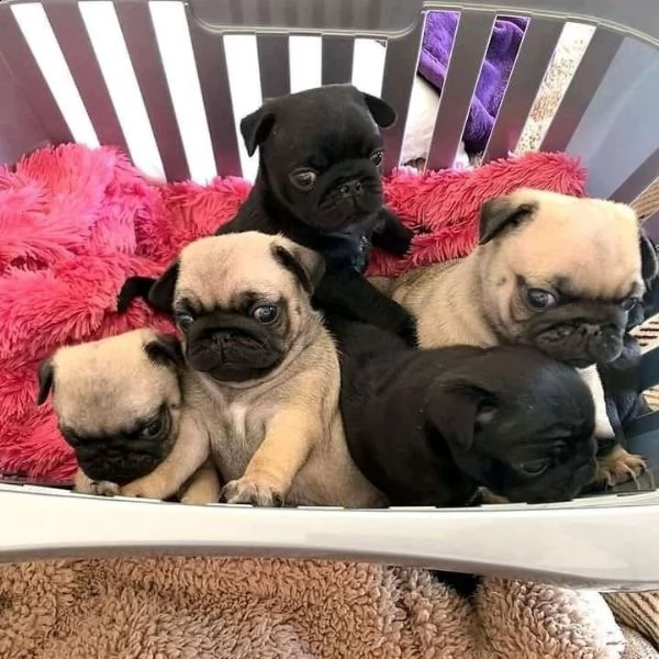 regalo cuccioli regalo carlino