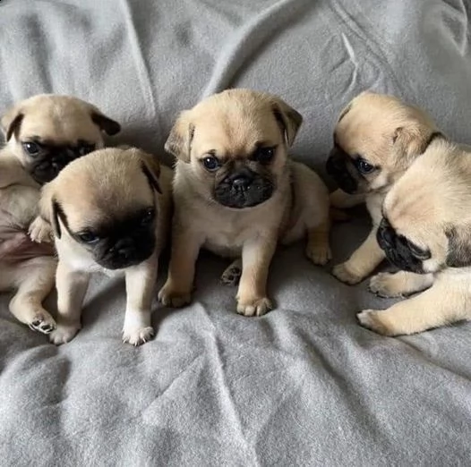 disponibili cuccioli di carlino belli e sani | Foto 0