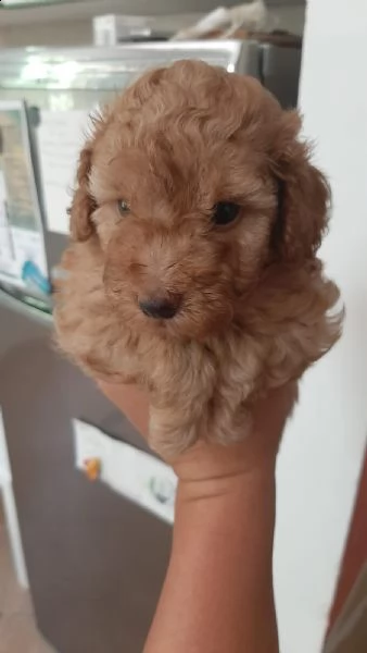 disponibili barboncini toy albicocca | Foto 1