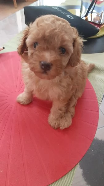 disponibili barboncini toy albicocca | Foto 0