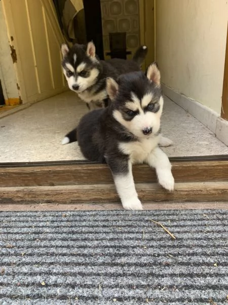 splendidi cuccioli di siberian husky con pedigree | Foto 0