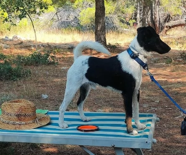 fox terrier 