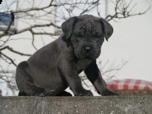 vendo cuccioli di cane corso addestrati a casa | Foto 5