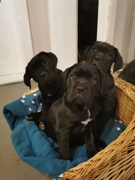 vendo cuccioli di cane corso addestrati a casa