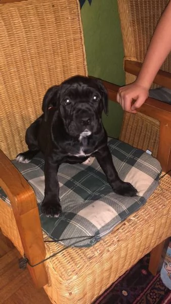 vendo cuccioli di cane corso addestrati a casa | Foto 3