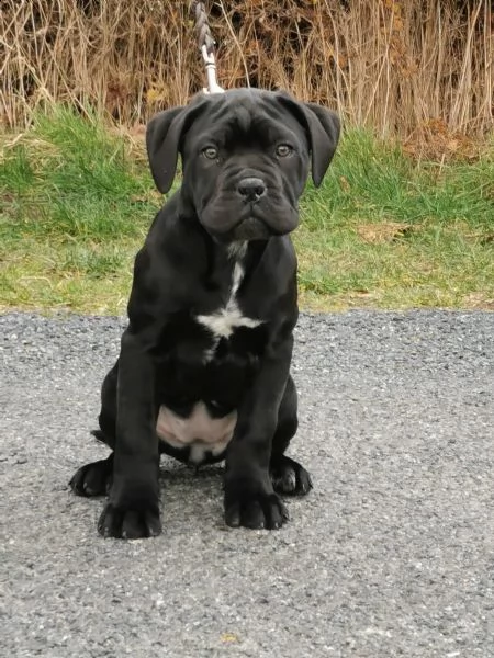 vendo cuccioli di cane corso addestrati a casa | Foto 2
