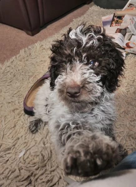 cuccioli di lagotto romagnolo