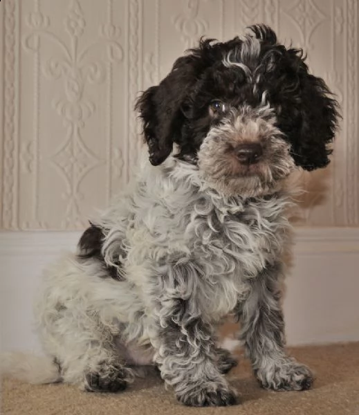 cuccioli di lagotto romagnolo | Foto 0