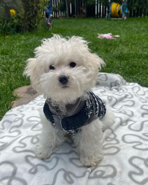 Regalo cucciolo Bolognese da Volontario a Grosseto regalo bolognese ...