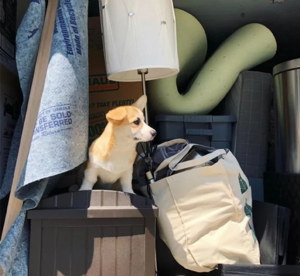 vendo cuccioli di welsh corgi | Foto 3