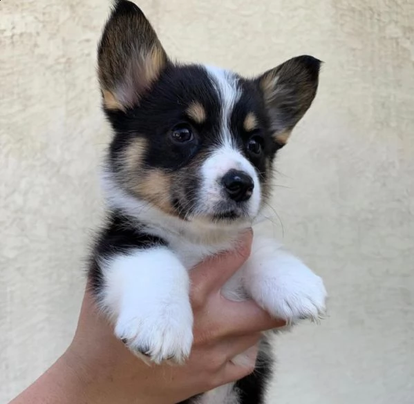 vendo cuccioli di welsh corgi | Foto 1