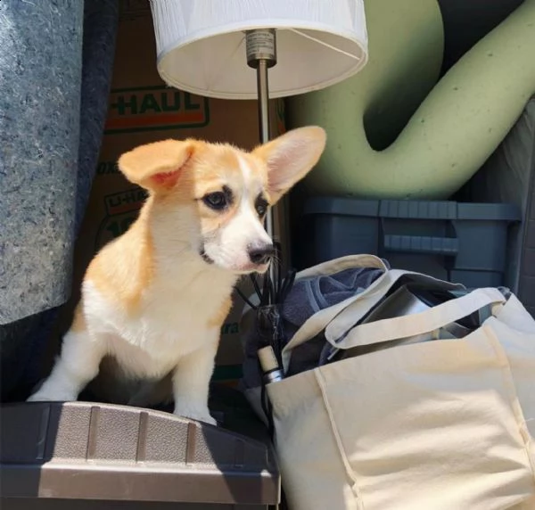 vendo cuccioli di welsh corgi | Foto 0