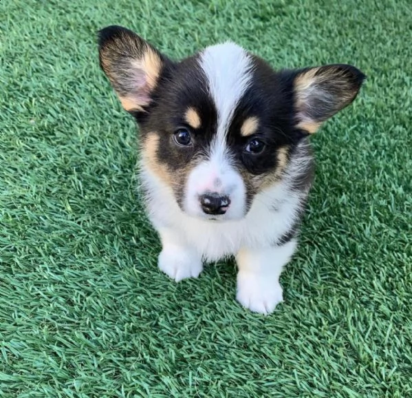 vendo cuccioli di welsh corgi
