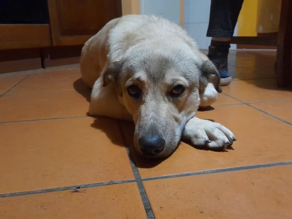 cucciolona cerca casa  | Foto 1