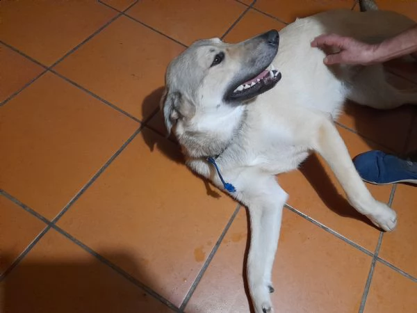 cucciolona cerca casa  | Foto 0