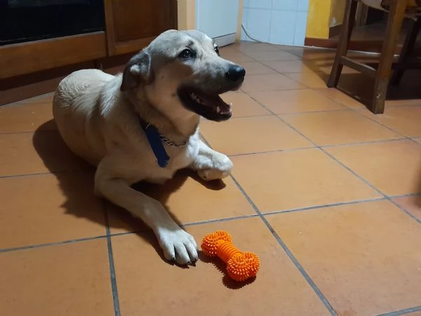 cucciolona cerca casa 