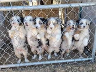 simpaticissimi e bellissimi cuccioli di pastore australiano in adozione