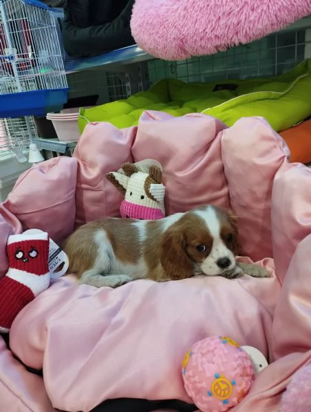 cavalier king 