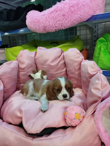 cavalier king  | Foto 1