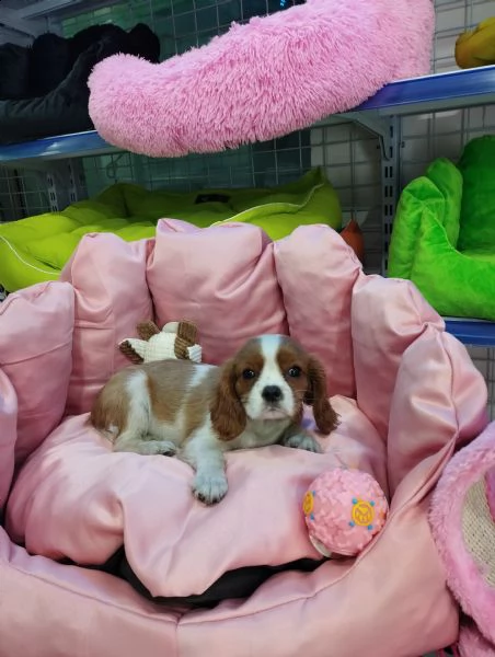 cavalier king  | Foto 0